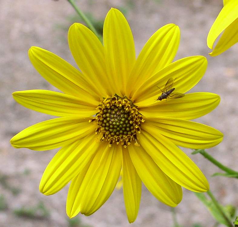 Helianthus tuberosus / Topinanbur